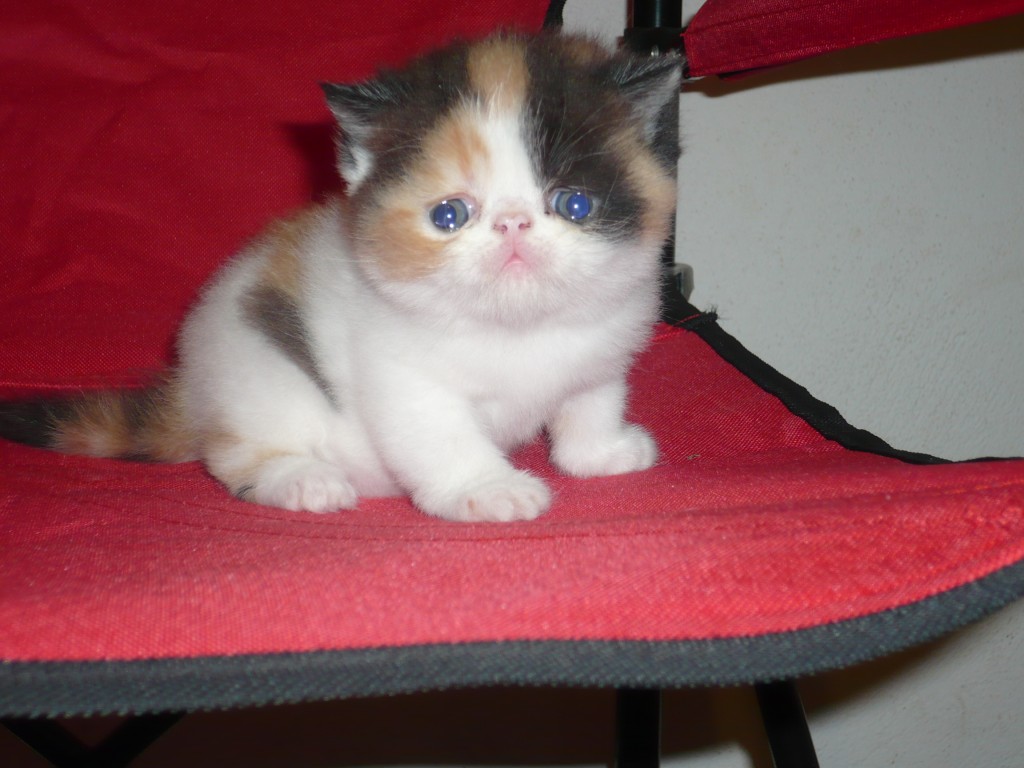 Femelle exotic shorthair black tortie et blanc arlequin