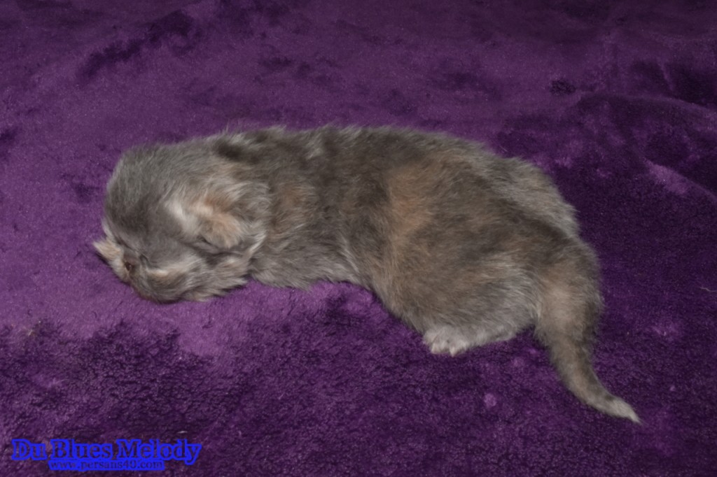 PRUNELLE - Femelle persan bleue crème (blue tortie)