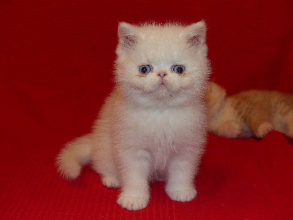 Jango, blanc aux yeux bleus, exotic shorthair