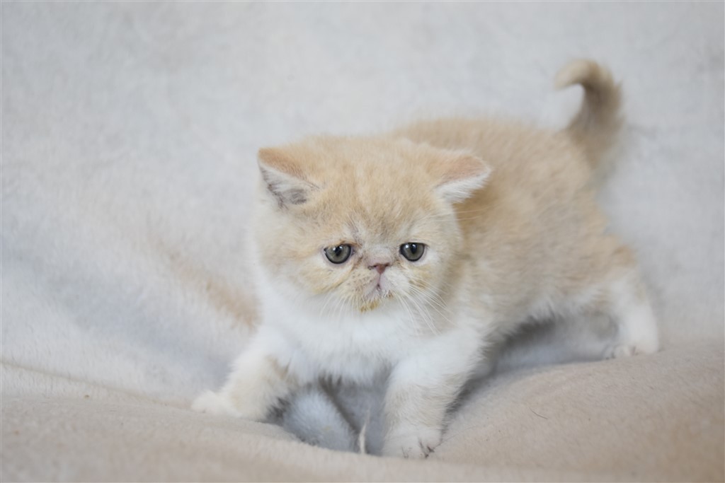 SIMBA - chaton mâle exotic shorthair crème et blanc