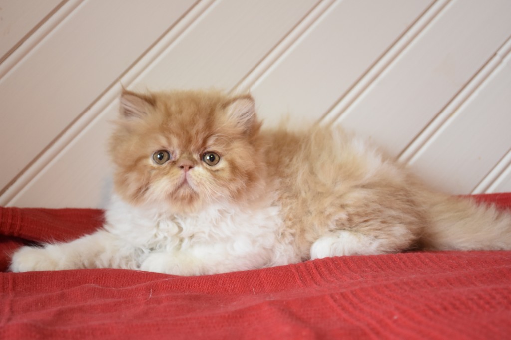 SUNDAY - chaton mâle persan roux et blanc