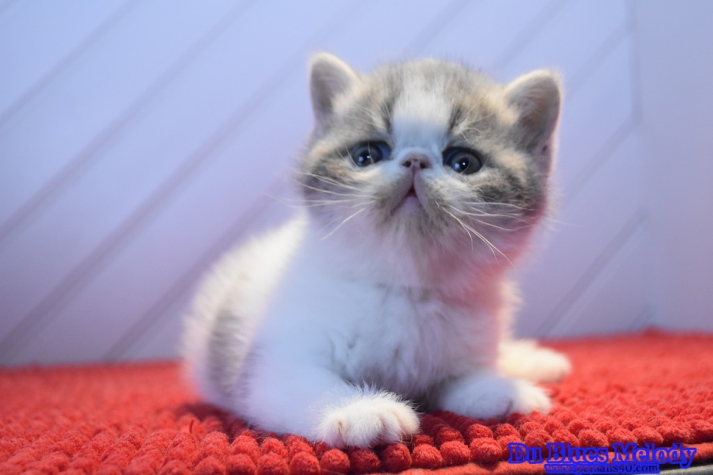 TOBI – chaton exotic shorthair mâle blue et blanc arlequin
