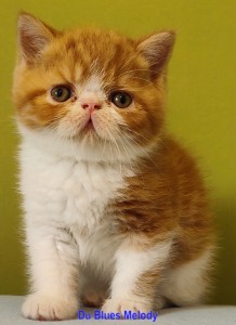 UNDER – chaton mâle exotic shorthair roux tabby et blanc