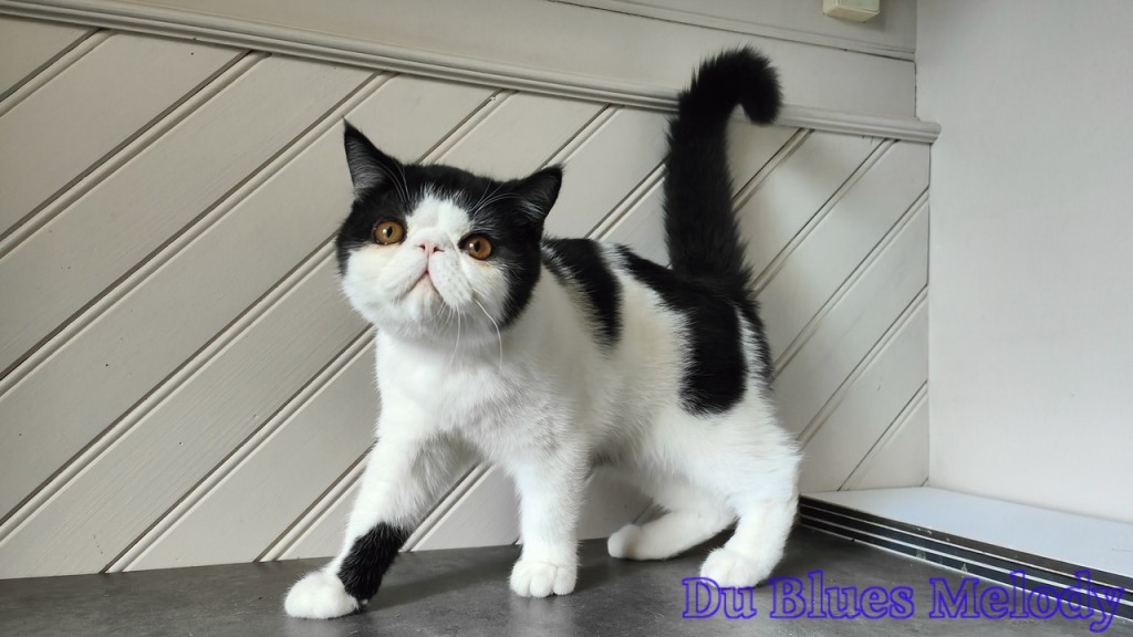 UNIVERS - chaton mâle exotic shorthair noir et blanc