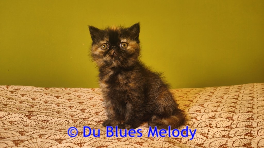 ZORA - chaton femelle exotic shorthair black tortie mackerel tabby