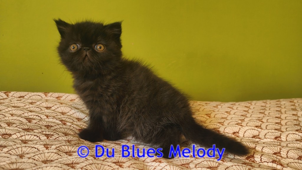 ZORO - chaton mâle exotic shorthair black